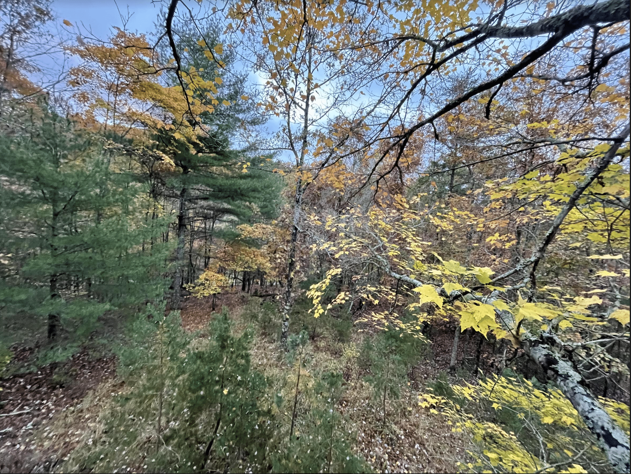 Tree Stand Pic with Crimson Trace Brushline Pro Scope 
