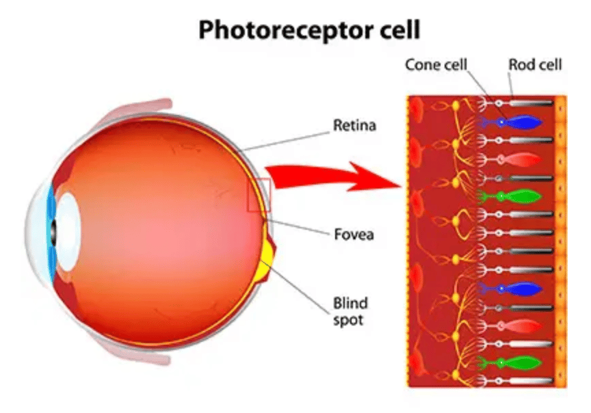  American Academy of Ophthalmology Photoreceptor Cell