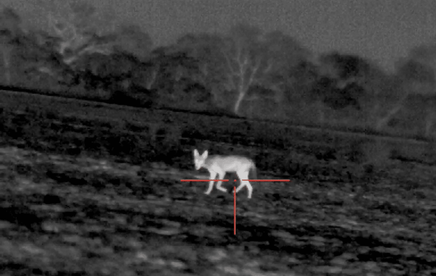 Best Thermal Scope For Coyote Hunting [2023]